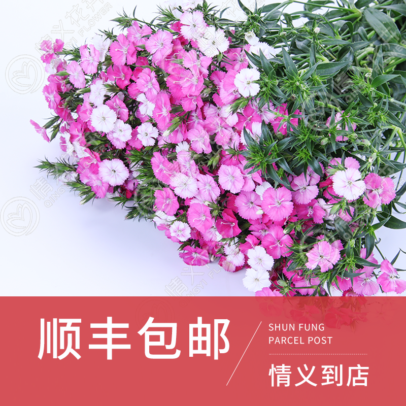 顺丰包邮 配花鲜切花相思梅(单瓣粉色) 云南昆明鲜花配花批发鲜花速递