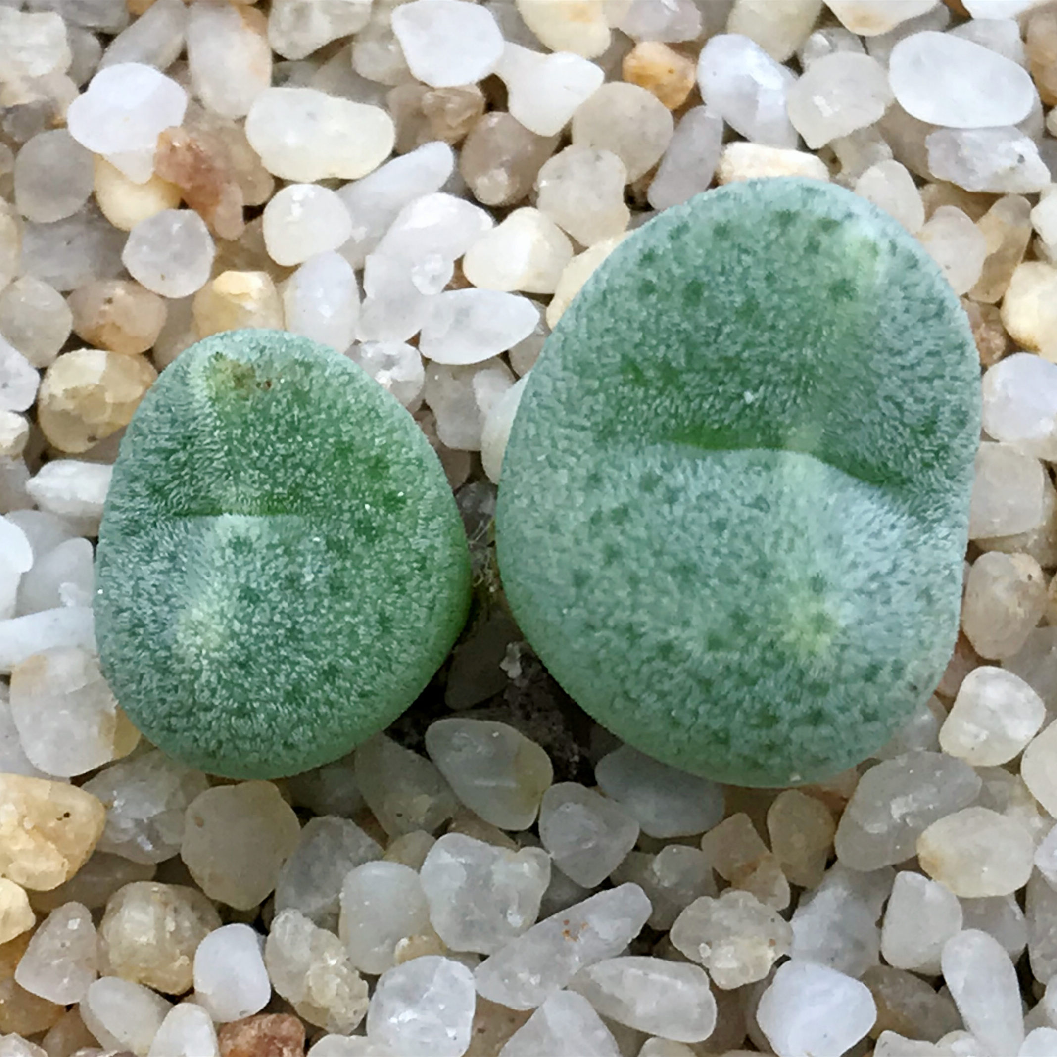 ernstii ssp.cerebellum pvb.5154 near gamkab,tl(msg994) 大头1.