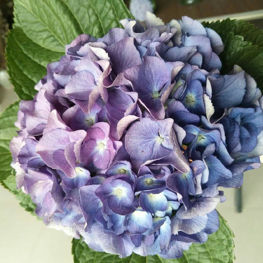 本店铺主营绣球花,帝王花,澳蜡花等南半球