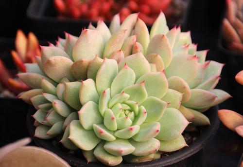 蒂比tp4-6cm{送石丸盆送土送黄金麦饭石}{图2为发货图}金卡会员9.5折