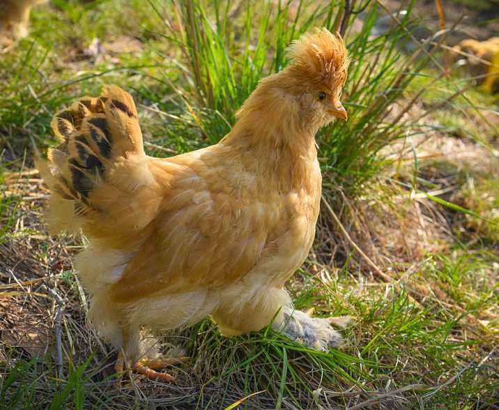 油鸡宝宝认养(限私享菜园地主)