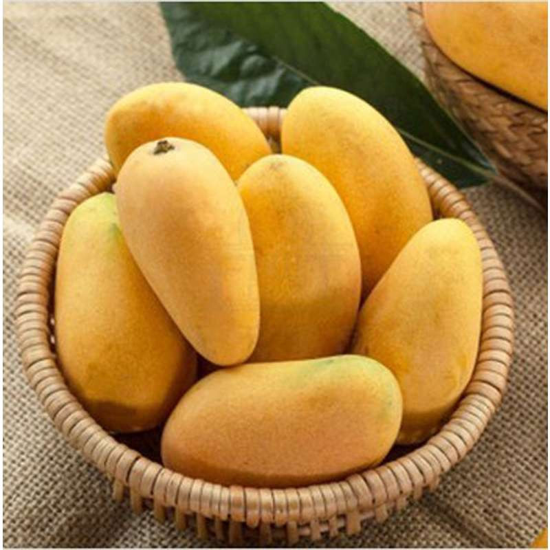 小台农芒果1斤左右(约500g)非文经在校勿拍