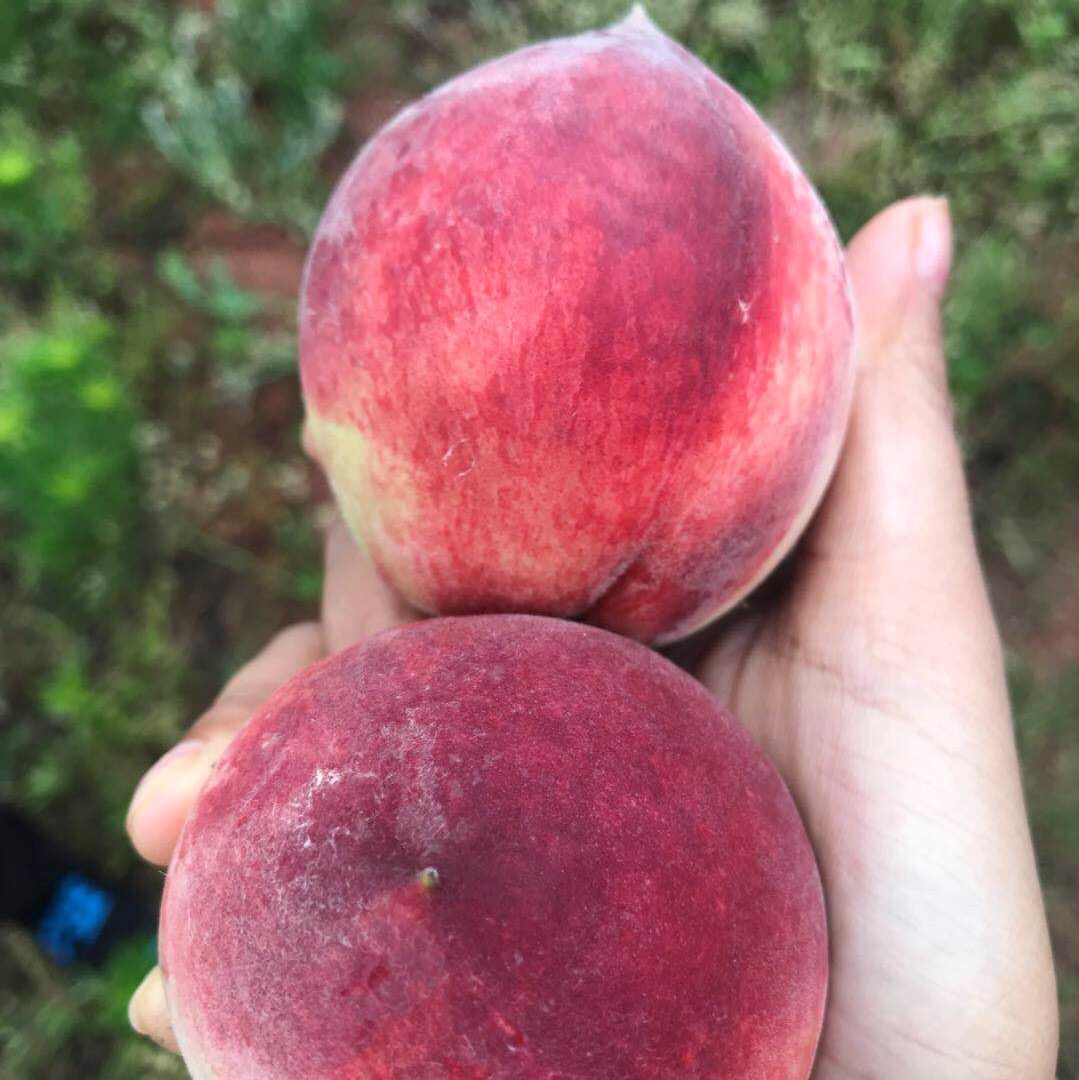 蓝翔推荐:湖北血桃5斤甜度18.5(20-24个)包邮