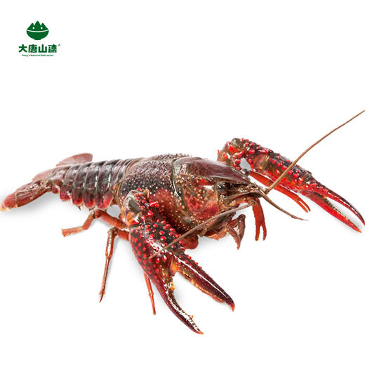 大唐山臻高山泉水爆头虾单只8钱以上3斤装新鲜活虾顺丰包邮
 商品图2