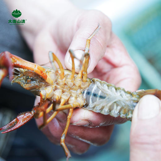 大唐山臻高山泉水爆头虾单只8钱以上3斤装新鲜活虾顺丰包邮
 商品图0