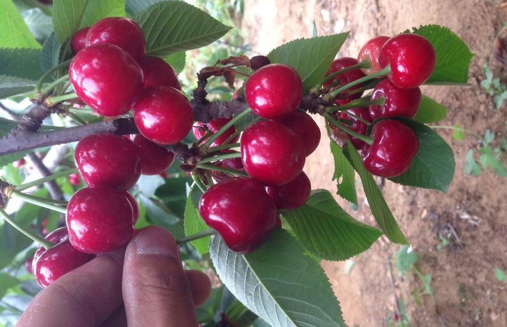 石榴季节成熟时间_石榴季节成熟月份_石榴什么季节成熟