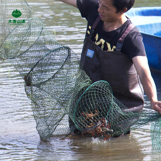 大唐山臻高山泉水爆头虾单只8钱以上3斤装新鲜活虾顺丰包邮
 商品图4
