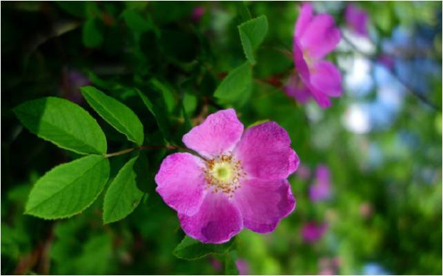 【買1送1】野玫瑰茶|大興安嶺柳樹家