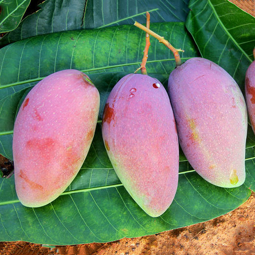 树上自然熟广西贵妃芒5斤