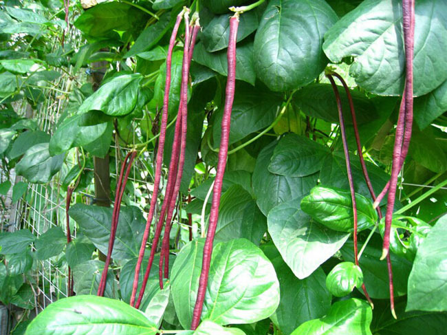 6月7日 红豇豆(1份),约400±50g