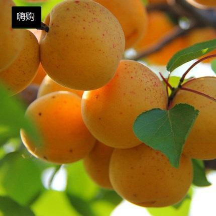 (精品水果)20元称重 商品图1