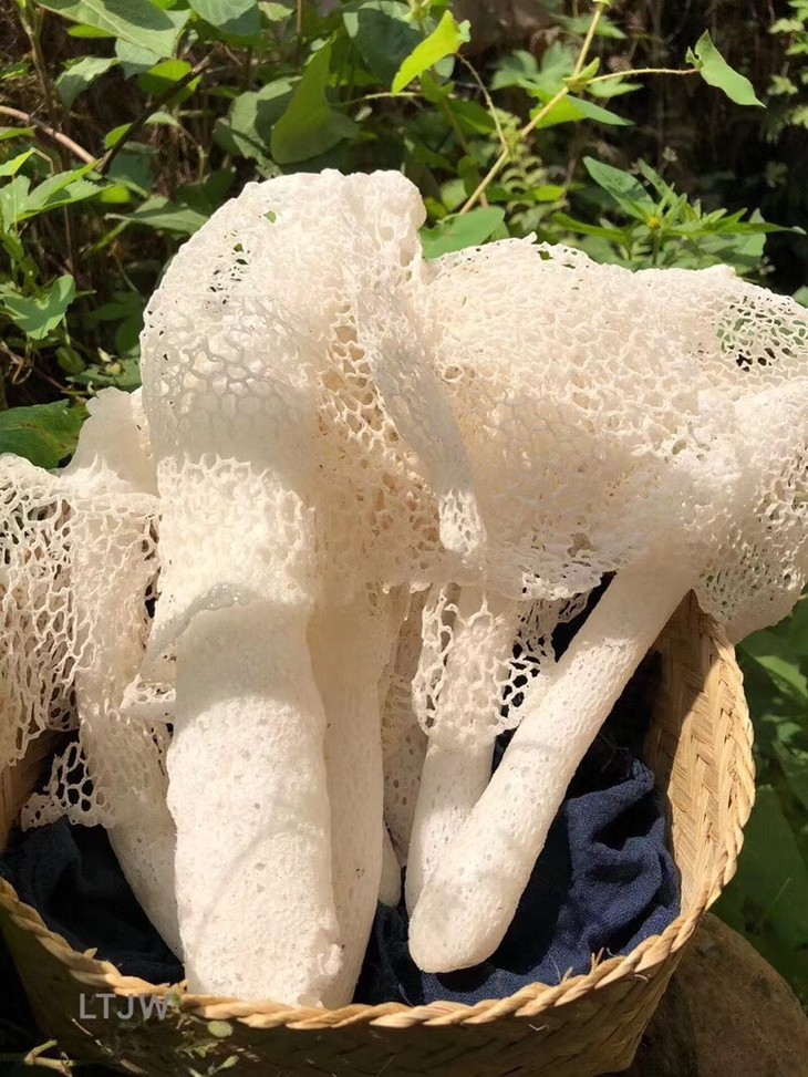 鲜竹笙,竹笙,竹笙菌_大山谷图库