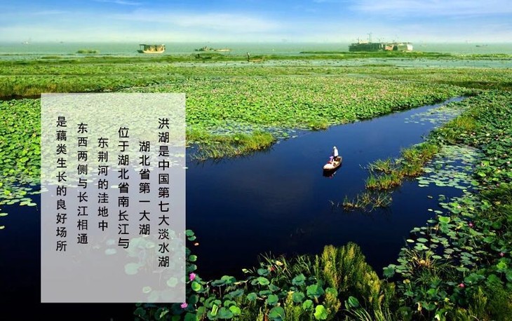 【大连旅顺金钩虾米】核心产区老铁山一带 出口等级 被称作海米之王