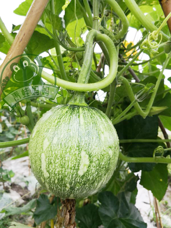 6月4日 花南瓜(1个),约650±50g