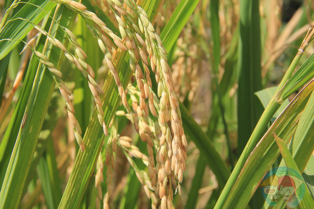 自留米 | 大别山农家自种大米 岳西农家大米4斤装包邮