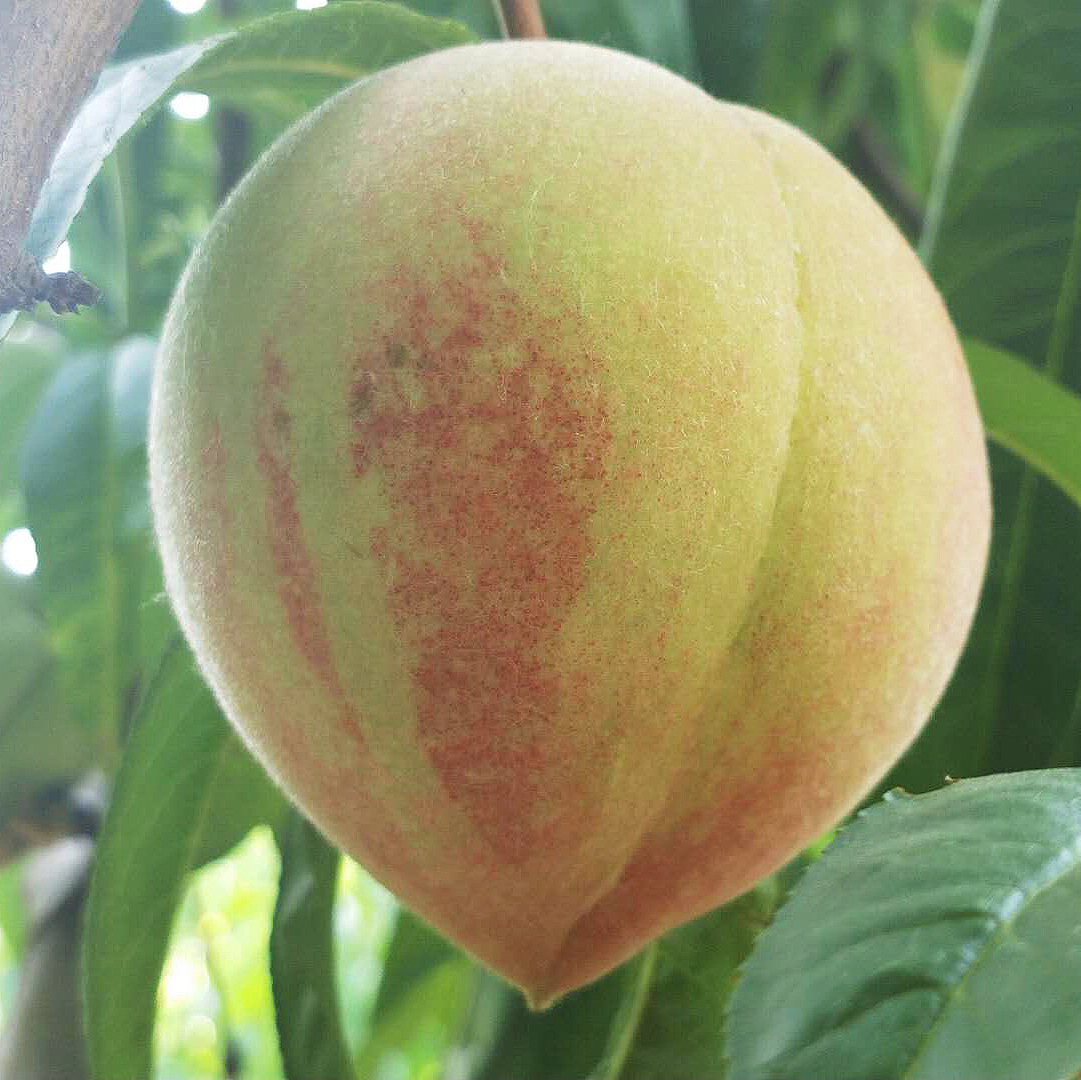 太行雪桃 【新桃预售】 鲜美脆甜可口