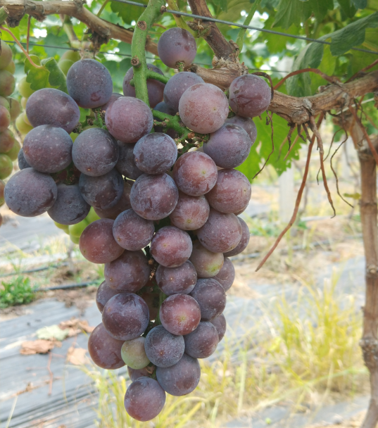 鲜果采摘采摘门票1张(送1斤葡萄)