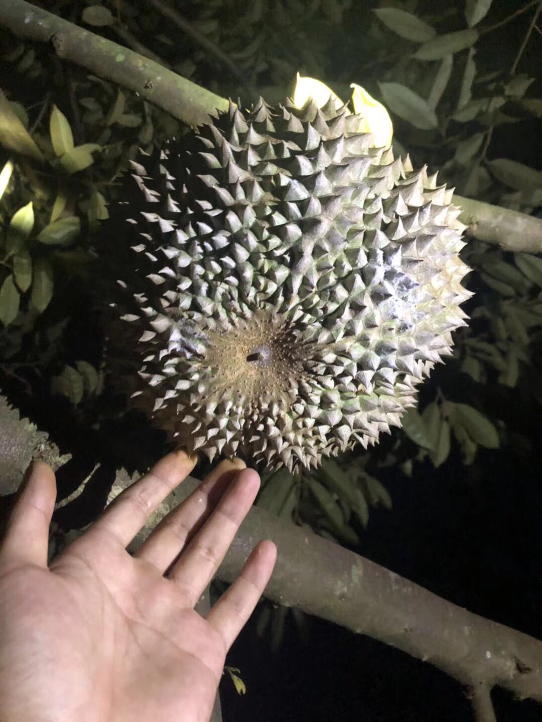 黑刺 东南亚最名贵榴莲(没有之一),榴莲王中王.