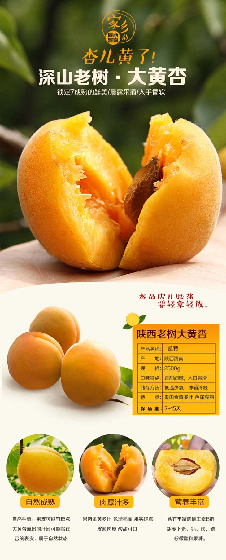 【汲取太阳能量的鲜甜老树黄杏,只卖20天!