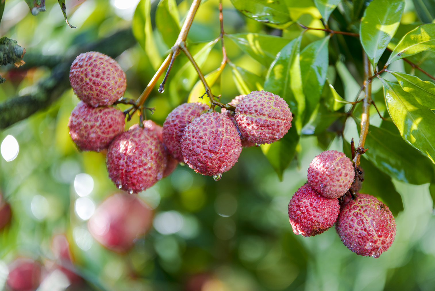 陆侨无核荔枝 世间珍品 并蒂双生 为爱而来 每棵树控量10kg 送礼首选