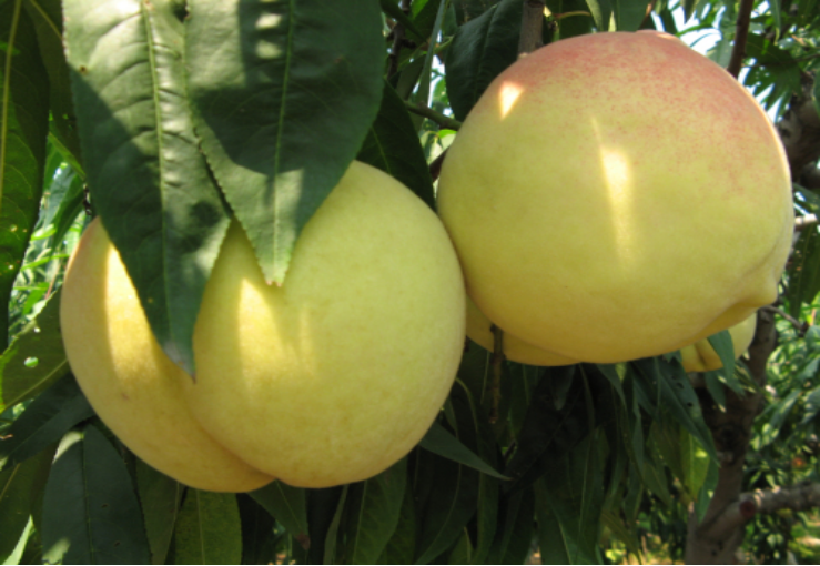 【众筹预售】顶级肥桃 限量500盒 (1盒4只)