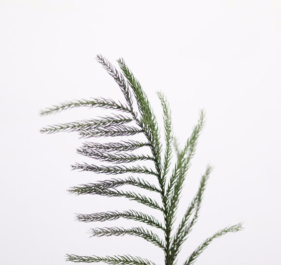 配花 - 天竺少女