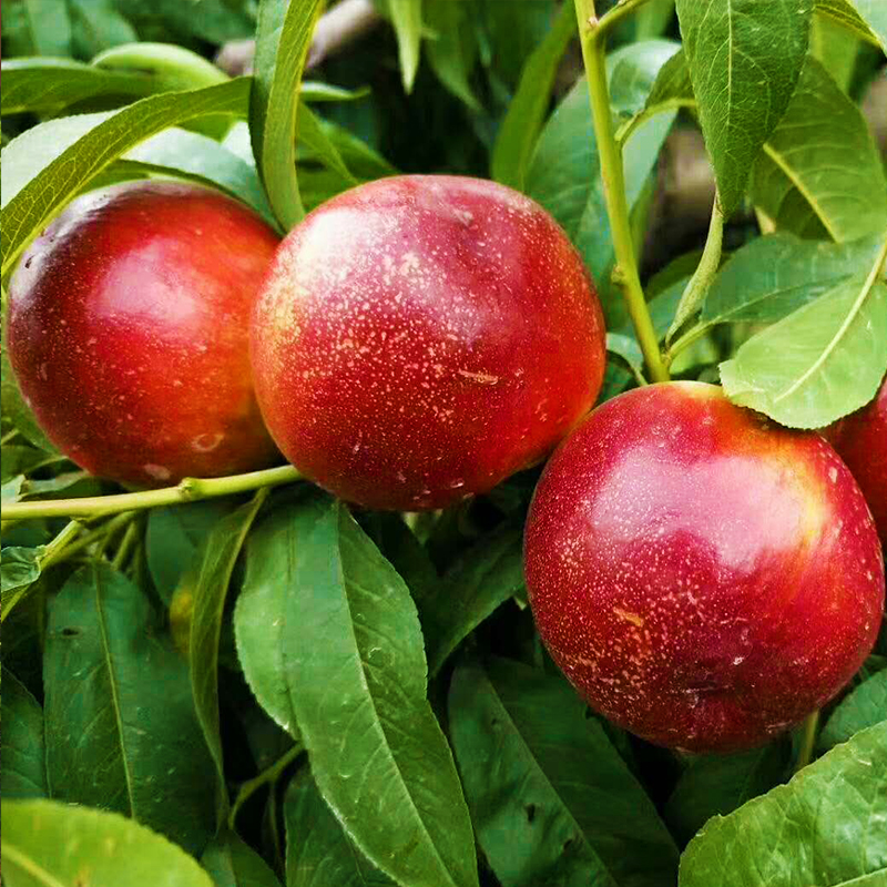 山西运城油桃 新鲜水果现摘现发 5斤装包邮