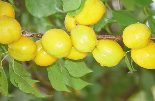 【下单后3天左右发出】【轮台小白杏】国家地理标志产品 初恋的味道