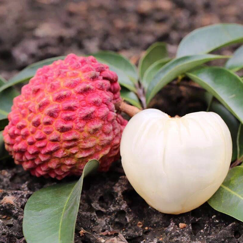 海南荔枝王 鸡蛋一样大的荔枝 富硒火山岩优质产地 给你心形的美荔