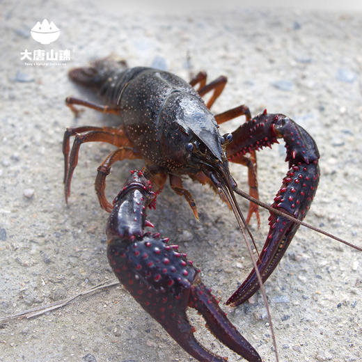 大唐山臻高山泉水爆头虾单只8钱以上3斤装新鲜活虾顺丰包邮
 商品图1