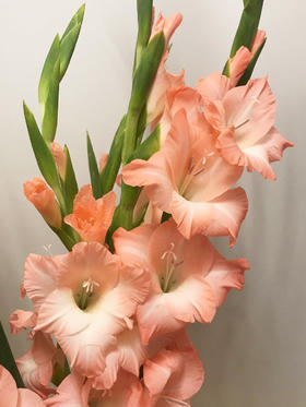 节节高升|10枝剑兰团购价39.