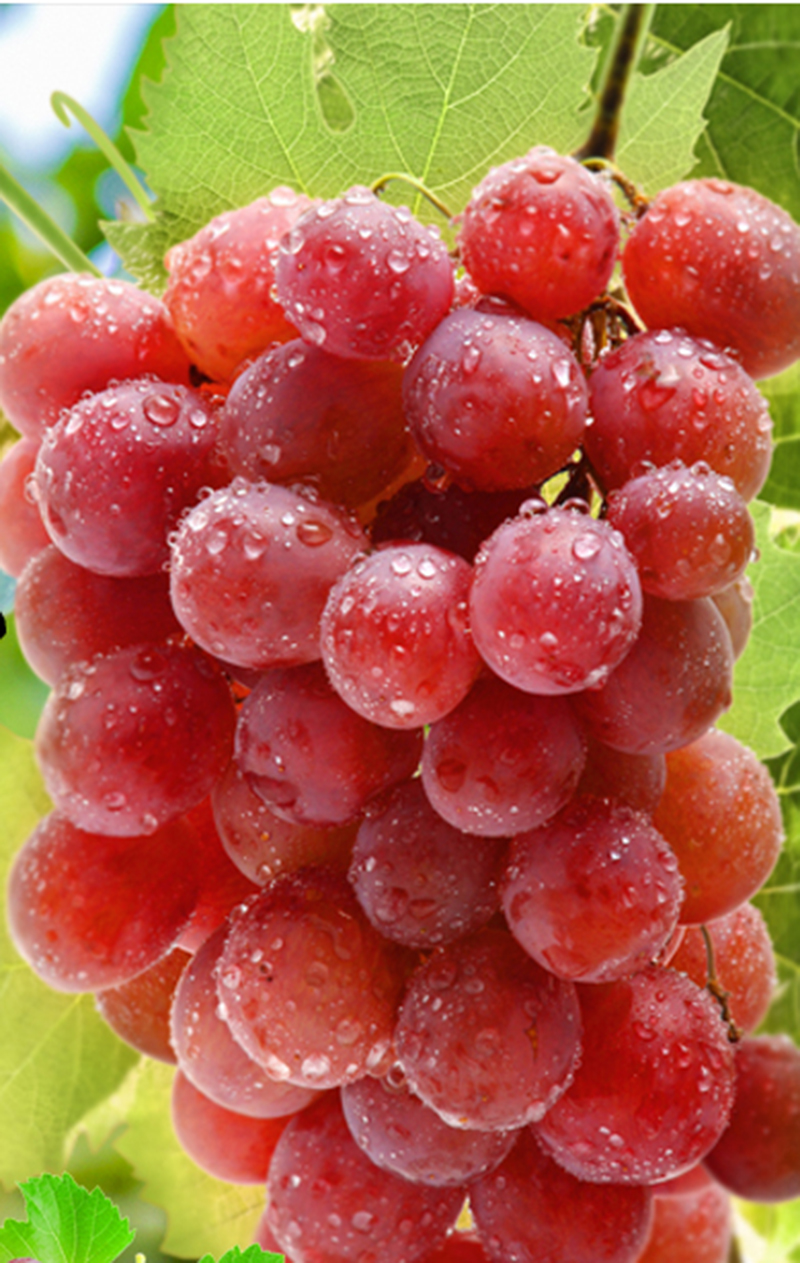 放心农产品——【久润富硒农业】弗雷葡萄无核500g 新鲜水果 顺丰配送
