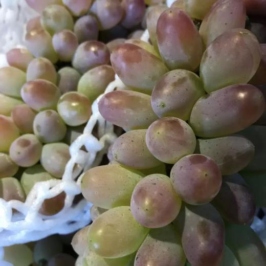 「水果优选」茉莉香提