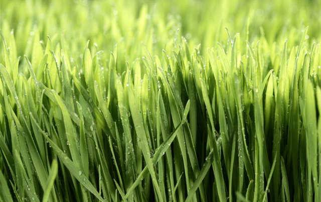 天然的健康食品 优选20-30公分的大麦嫩苗 低温磨制而成 富含多种