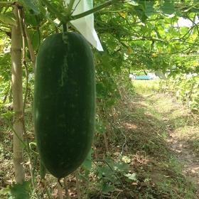 生态冬瓜（整个，陆运更实惠） | 绿家自产*Ecological Wax gourd | Self-production