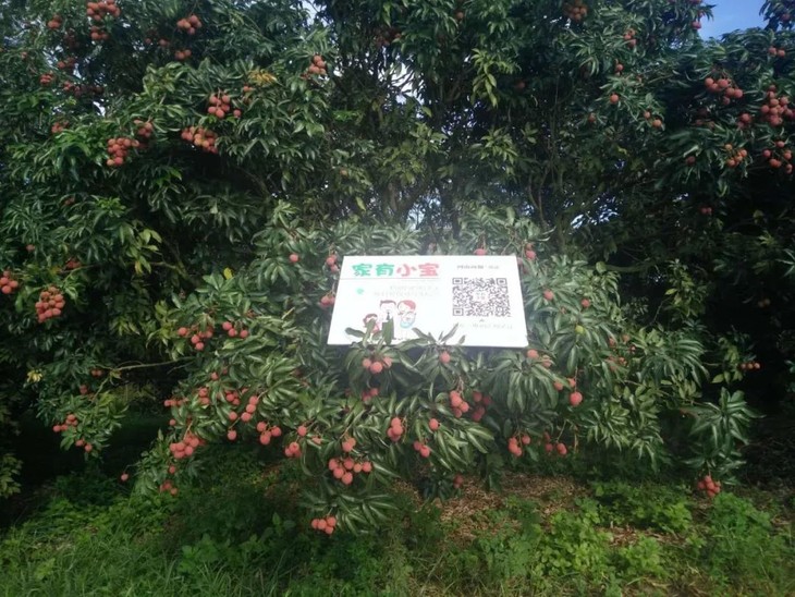 正宗靈山荔枝