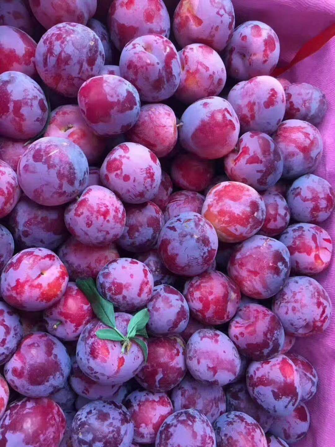 【陕西红美人李】原产地直发|新鲜采摘|甜蜜多汁|5斤包邮