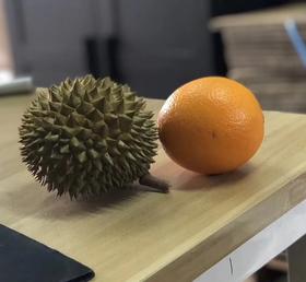 泰国巴掌榴莲,迷你小榴莲单果600克左右,抖音爆火