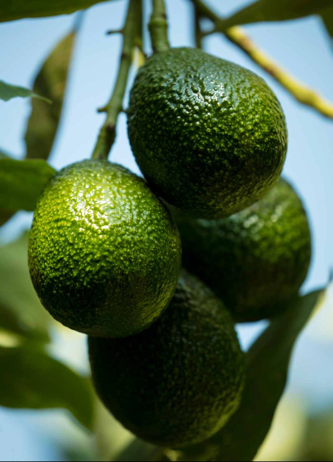 广州进口仓-墨西哥特级牛油果