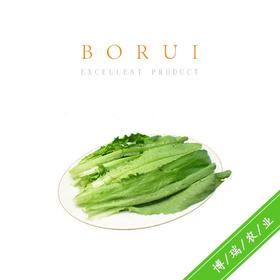 自产油麦菜