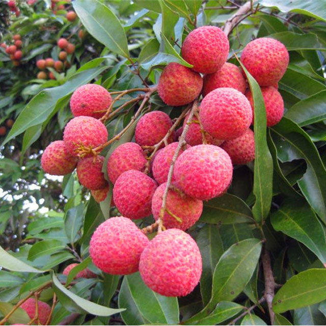 福建黑叶荔枝 8斤装空运包邮 (基地直发 品质保证)