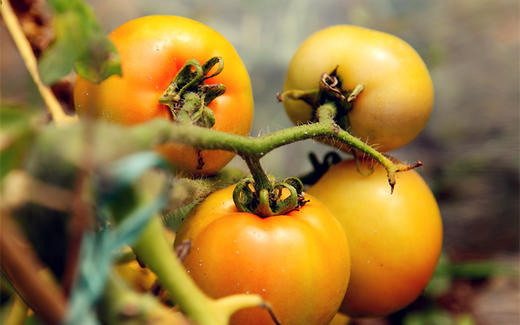 西红柿 12元2斤/份 商品图2