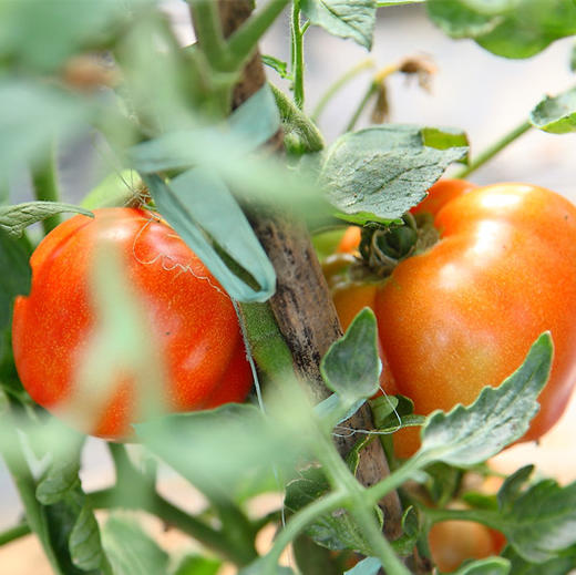 西红柿 12元2斤/份 商品图0