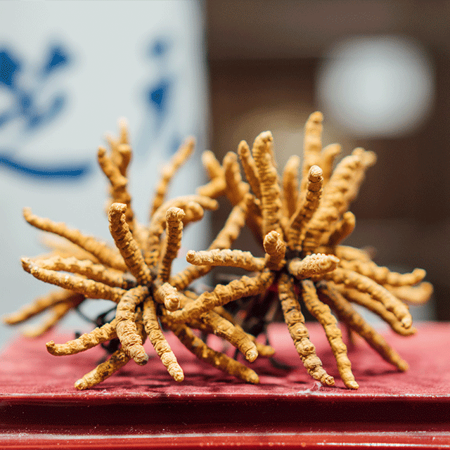 冬病夏治 都市快报咏芝元特供冬虫夏草 好品质我们帮你选好了