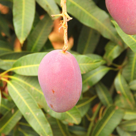 四川攀枝花爱文芒果 当季时令新鲜水果