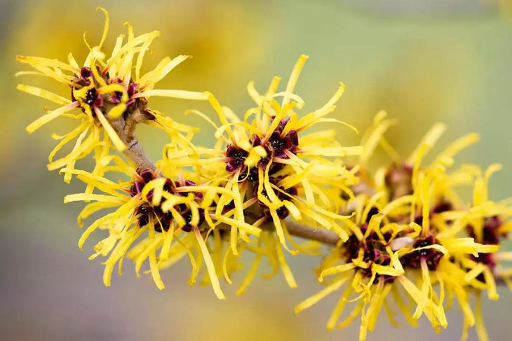 170年历史的美国老品牌 thayers津尔氏金缕梅系列 平衡水油收缩毛孔