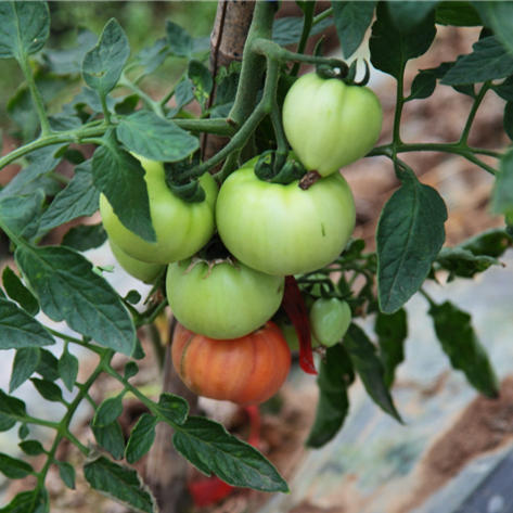 西红柿 12元2斤/份 商品图1