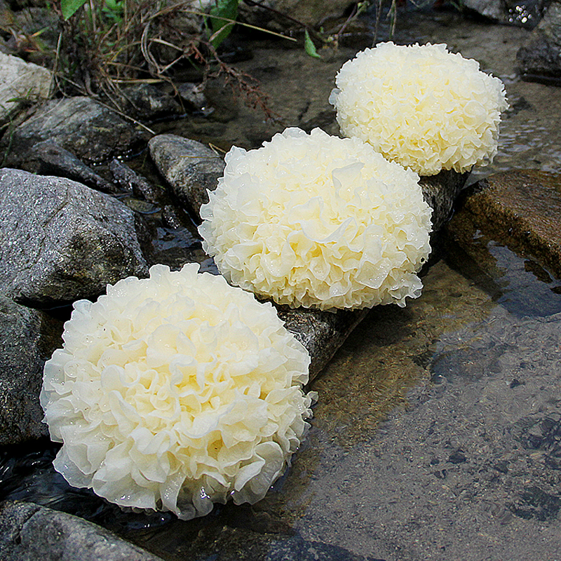 初夏养生佳品【古田鲜银耳 优选菌种 深山种植 山泉灌溉 清香软糯