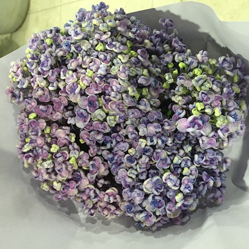 配花-爱莎-绣球