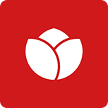 郁金香锦鲤200511